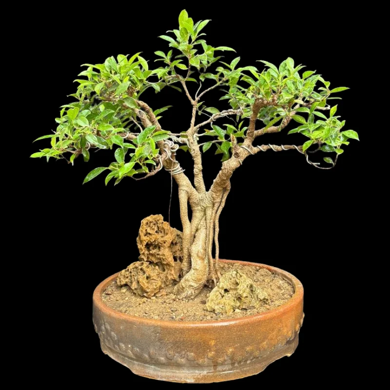 FICUS MICROCARPA